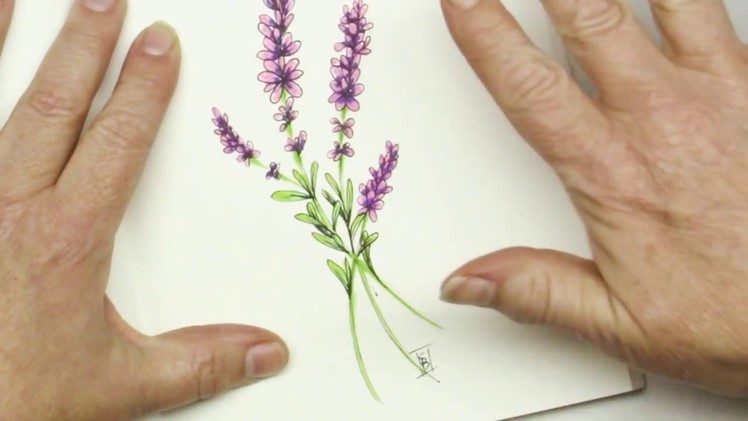 Pen and Ink Drawing Tutorial How to Draw Lavender flowers - Inktober