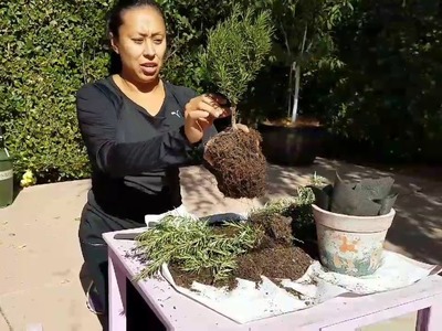 Topiary tutorial (DIY) from a Rosemary plant. in or outdoor plant