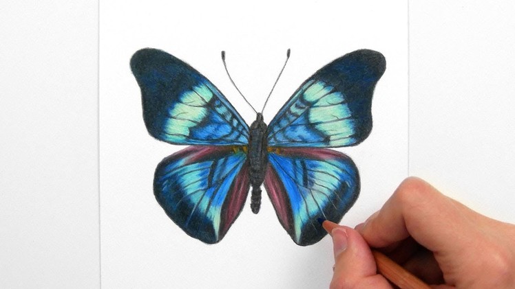 Drawing, Coloring a blue.green Butterfly with colored pencils