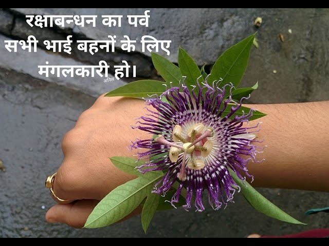 Eco friendly Rakhi with Kaurav Pandav Flower