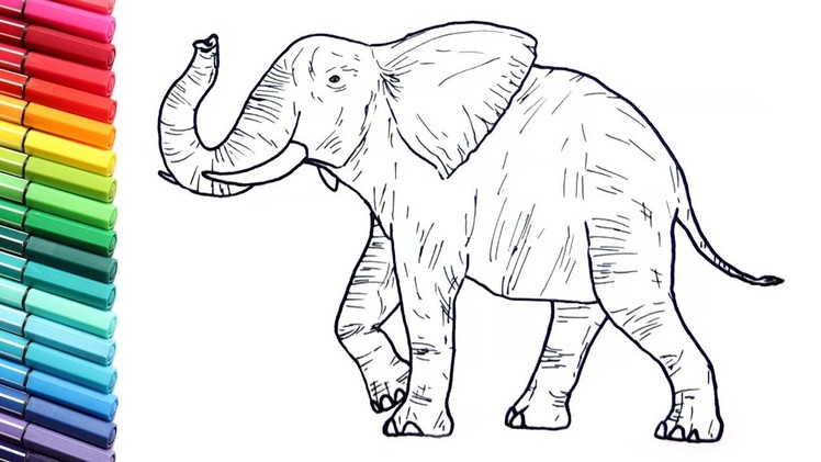 Drawing And Coloring a Elephant - Wild Animals Color Pages For Childrens