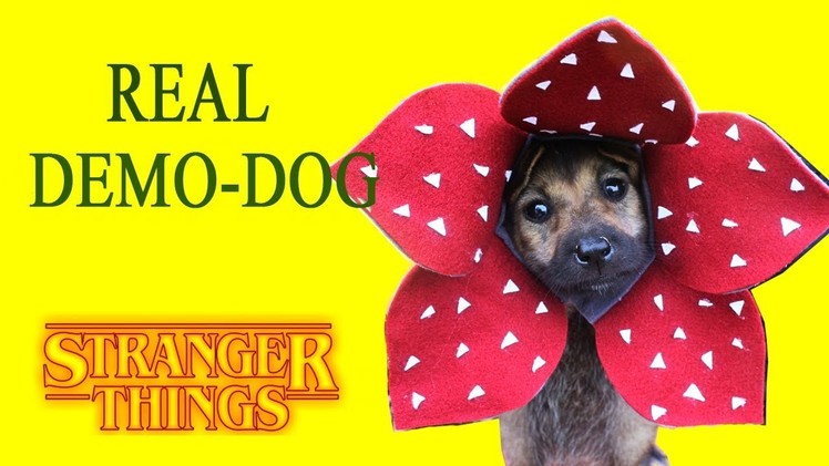 Stranger Things Make Real Demodog with Dog Hat - DIY Craft