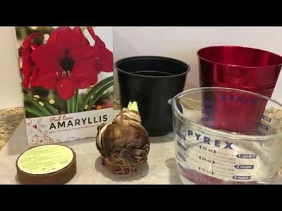 Amaryllis for Christmas - Holiday Decor Ideas to do with Kids