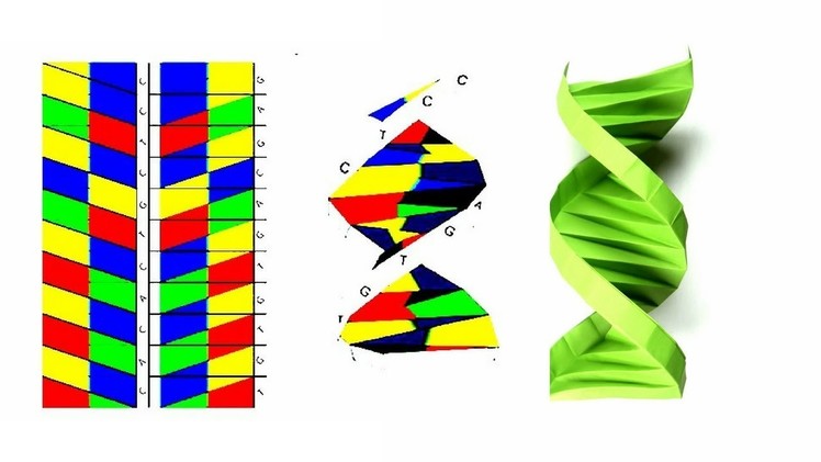 Origami DNA; How to Fold a Paper Origami DNA