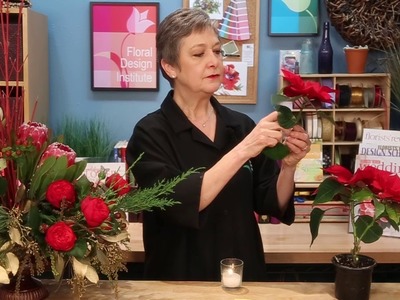 FR Presents: Cutting Poinsettia Blooms