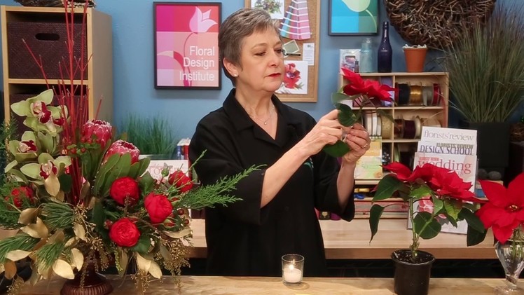 FR Presents: Cutting Poinsettia Blooms