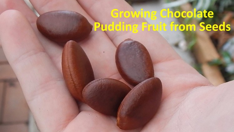 Growing Black Sapote aka Chocolate Pudding Fruit from Seeds