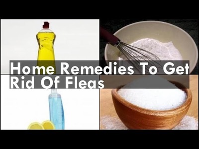Home Remedies To Get Rid Of Fleas