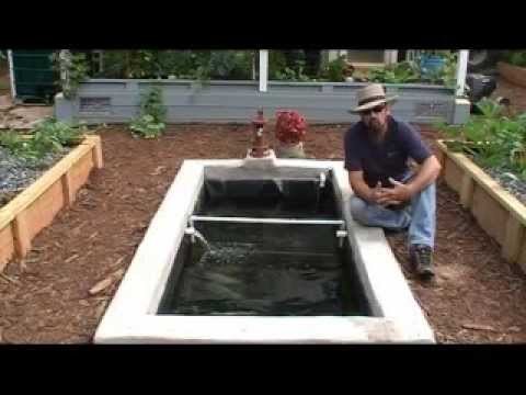 How we add Freshwater Prawns. Shrimp to our Aquaponics System