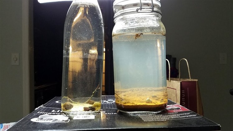 Fairy Shrimp Ecosphere Weekly Megaupdate | How To Make A Homemade DIY Closed Terrarium.Biosphere