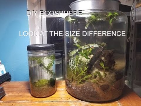 NEW GIANT 2.5 GALLON ECOSPHERE: How to make a diy ecosphere
