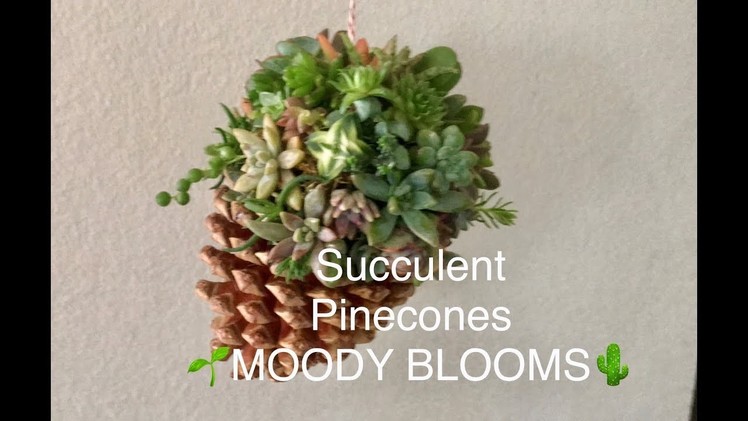 DIY How to make hanging SUCCULENT topped PINECONE planters  tutorial with MOODY BLOOMS