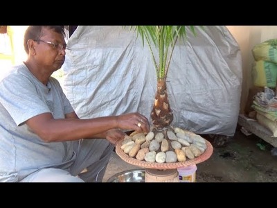 How to bonsai a Palm tree (with English subtitle)