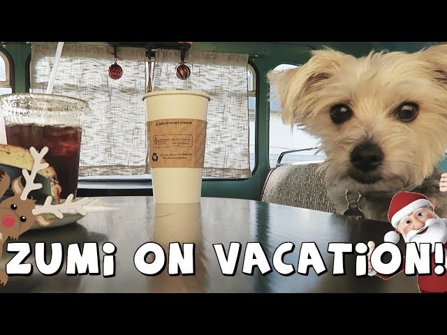 DCTC Amy Jo and Zumi Vlog | The Biltmore Estate | Christmas Vacation