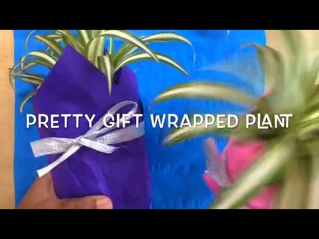 DIY Gift Wrapped Plants
