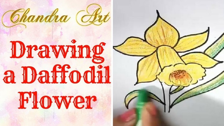 Drawing a daffodil - how to draw daffodils flowers - easy daffodil drawing