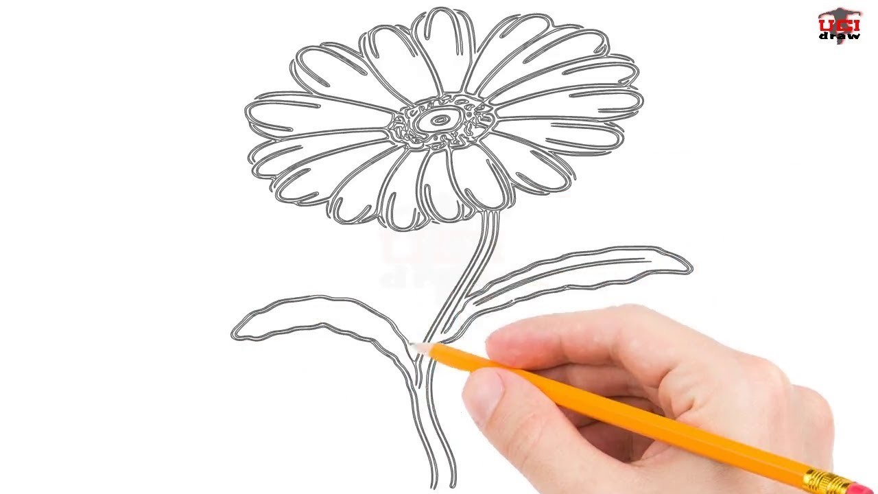 How to Draw a Daisy Step by Step Easy for Kids.Beginners – Simple Daisy ...