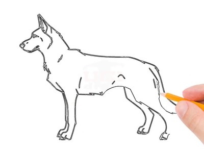 How to Draw a German Shepherd Step by Step Easy for Beginners – Simple Dog Drawing Tutorial
