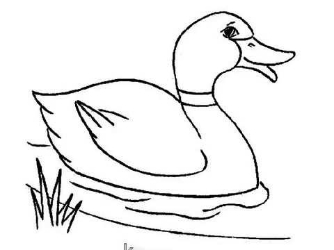 How to draw Duck for kids very easy step by step