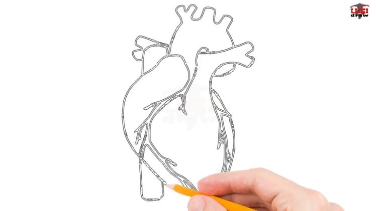 How to Draw Human Heart Step by Step Easy for Beginners – Simple Heart Drawing Tutorial