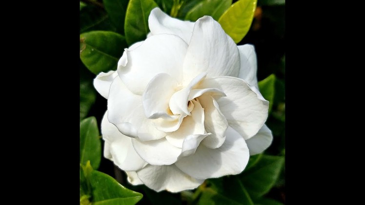 How to make a beautiful and amazing Gardenia flower for Valentine's day with crepe paper!