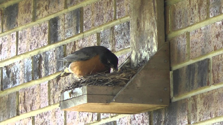 Do it Youself Best Ever Robin Nest Box, Mother Robin feeds chicks and removes waste sack