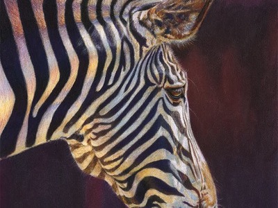 Drawing a Zebra in Colored Pencil with Powder Blender | Tutorial
