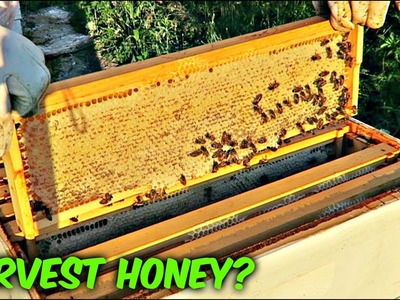 Is Honey Ready for Harvest? - Beekeeping