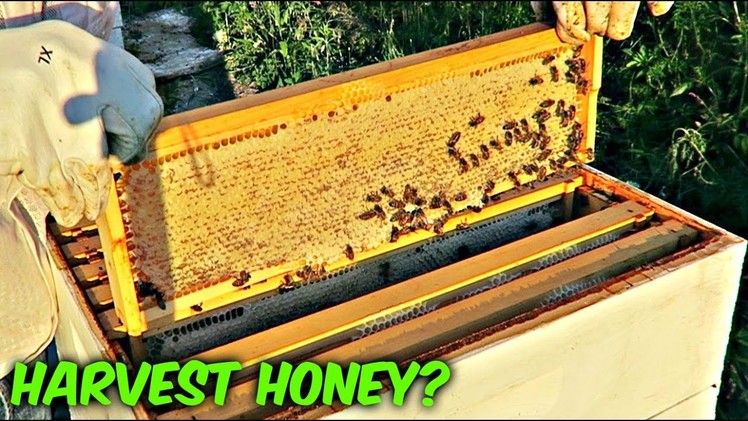 Is Honey Ready for Harvest? - Beekeeping