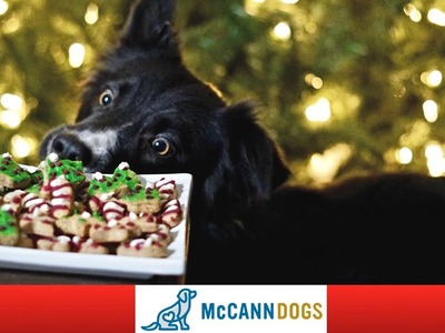 Christmas Cookies For Dogs- With Icing!