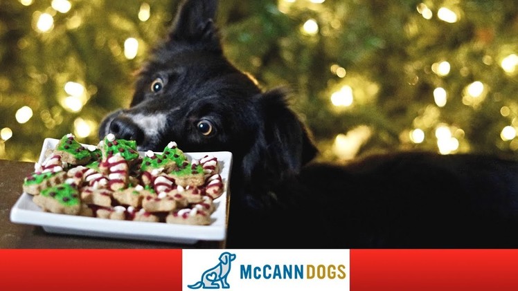Christmas Cookies For Dogs- With Icing!