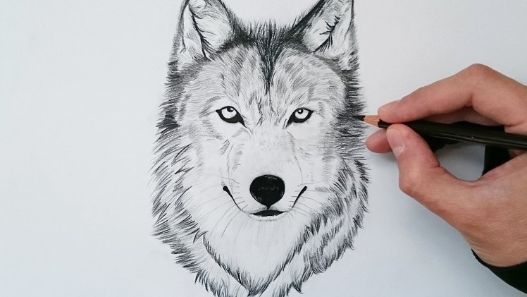 Cómo dibujar un lobo realista explicado paso a paso - How to draw a wolf step by step