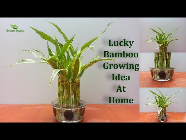 Lucky Bamboo Growing Ideas | How to Grow Lucky Bamboo | Lucky Bamboo Design.GREEN PLANTS