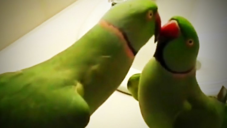 Parrots ???? ???? Funny and Cute Parrots Talking Like Humans [Funny Pets]