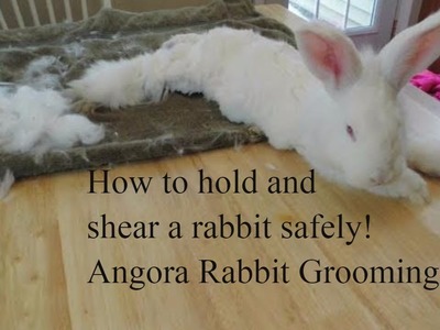 How to shear an angora rabbit. How to use a high power blower. How to hold a rabbit for shearing.