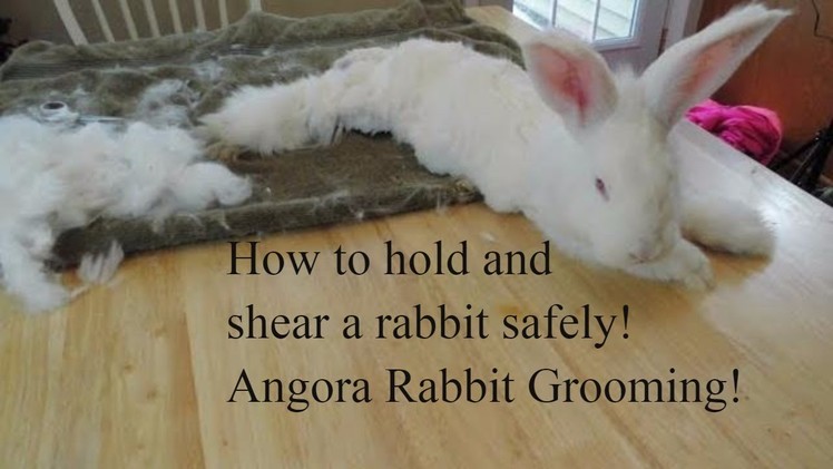 How to shear an angora rabbit. How to use a high power blower. How to hold a rabbit for shearing.