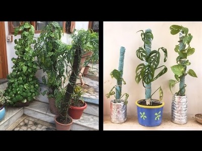 DIY Moss Stick for Bonsai, Money Plant, Indoor Planters with Aruna Agrawal