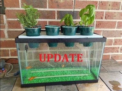 UPDATE My DIY Aquaponics Aquarium Project 6 Month Update & Tank Cleaning With DIY Bottle Filter