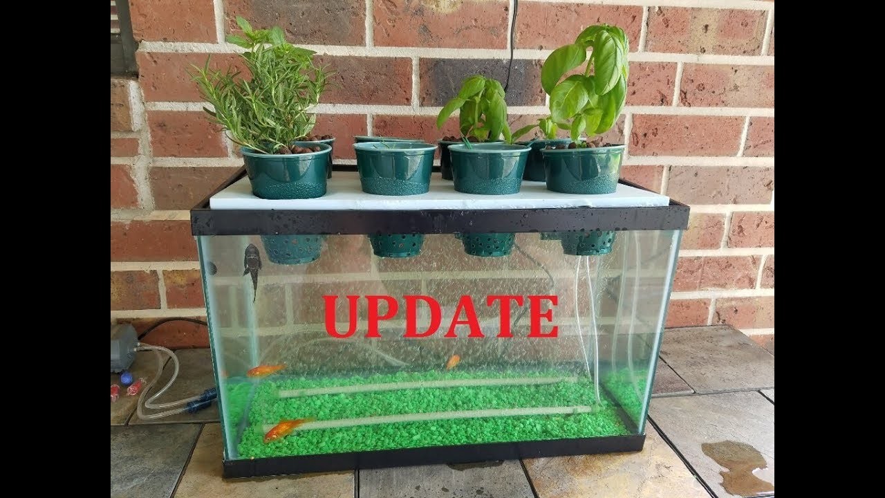 update my diy aquaponics aquarium project 6 month update