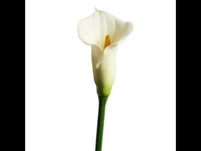 Awesome and easy papar calla lily!