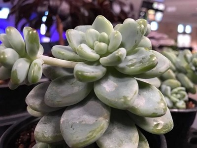 How to Care for Succulents - Expert Advice