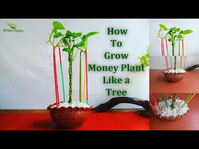 Plant like. Money Tree Plant. Money grow. Grow money eliasgs.