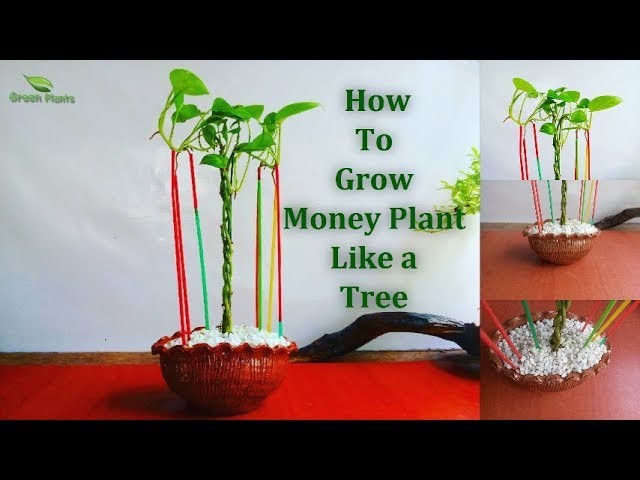 How to Grow Money Plant Like a Tree | Money plant Growing With Aerial Roots. GREEN PLANTS