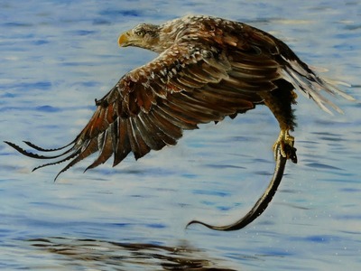 How to paint an Eagle