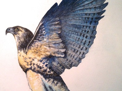 Speed painting watercolour - Hawk
