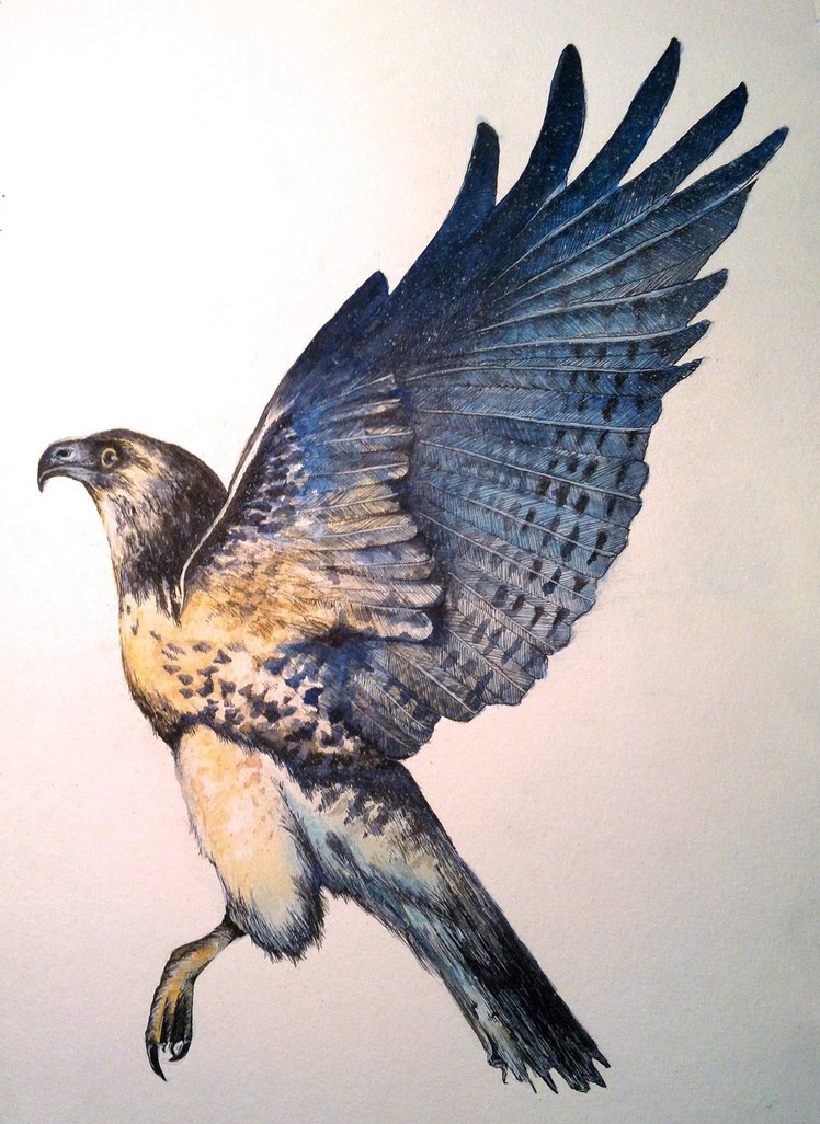 Speed painting watercolour - Hawk