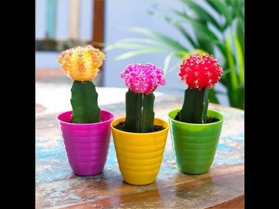 How to Repot Moon Cactus - Care and Tips