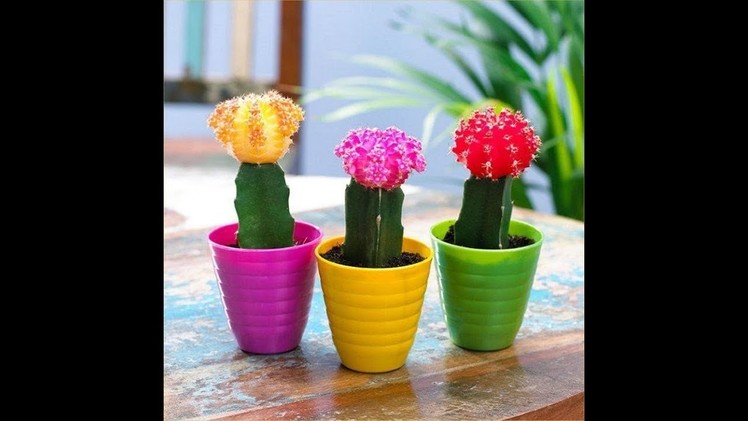 How to Repot Moon Cactus - Care and Tips