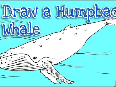 How to draw a Humpback Whale Real Easy