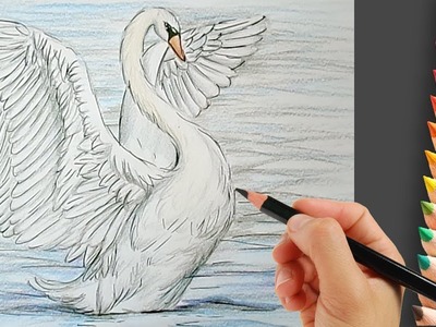 How to Draw a Swan Step by Step Easy